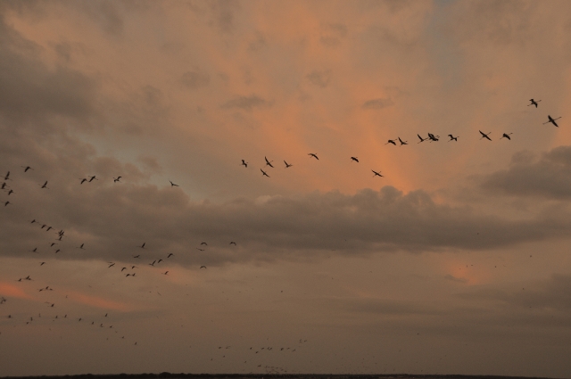 portugal, the algarve, vilamou-30.jpg - GREATER FLAMINGOS AT SUNSET- PORTUGAL